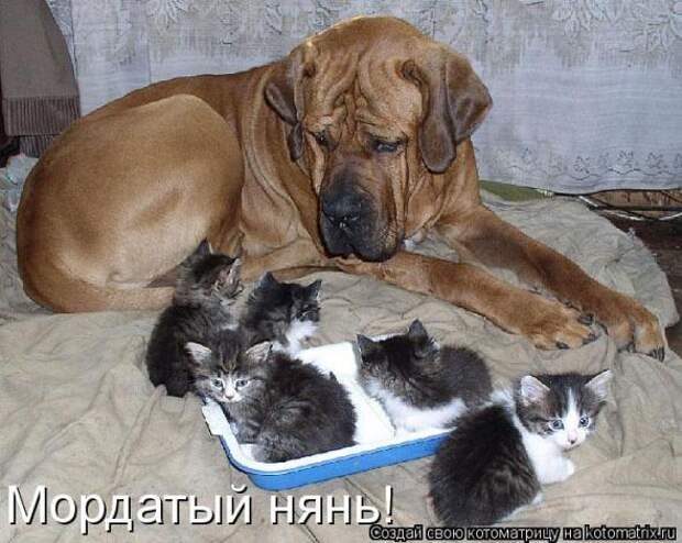 Котоматрица