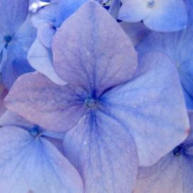 Гортензия крупнолистная (Hydrangea macrophylla)