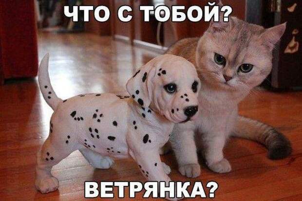 ПОДБОРКА ФОТОПРИКОЛОВ № 345 ПОДБОРКА ФОТОПРИКОЛОВ № 345