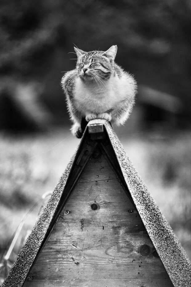 Кошки, которые сидят в неудобных местах: фотопроект Sabrina Boem Кошки, которые сидят в неудобных местах: фотопроект Sabrina Boem