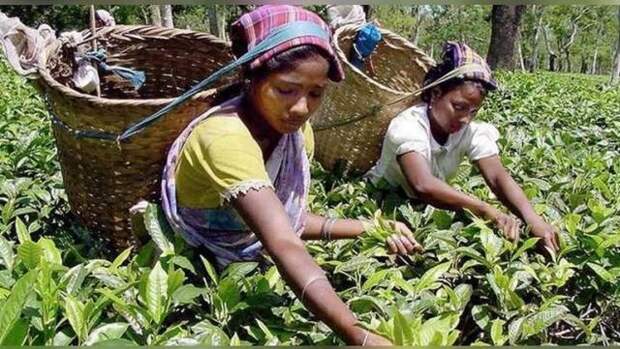 Hindu Business Line: Индия предлагает России платить за чай рупиями
