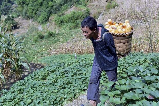 14 Aug 2015, Chongqing Municipality, China --- Chen Xingyin, a 48-year-old farmer who lost his arms at seven, carries a basket of corn on his back as he walks on a farm in Tongxin village, Fengdu county, Chongqing, China, 14 August 2015. A 48-year-old farmer from Chongqing municipality who lost his arms in an accident when he was young has made headlines this week after his touching story of perseverance came to the attention of Chinese netizens. Chen Xingyin is from Tongxin village, Fengdu county, Chongqing municipality. He lost his arms in an electrical accident when he was only 7 years old. Despite this obstacle, Chen has managed to do his best to fend for himself. He can do most work on his own, including farming, cooking and feeding his goats.Chen is the youngest son from a six-member family. Since 2014, he has taken care of his bed-ridden 88-year-old mother, who began suffering from bronchitis five year --- Image by © Imaginechina/Corbis