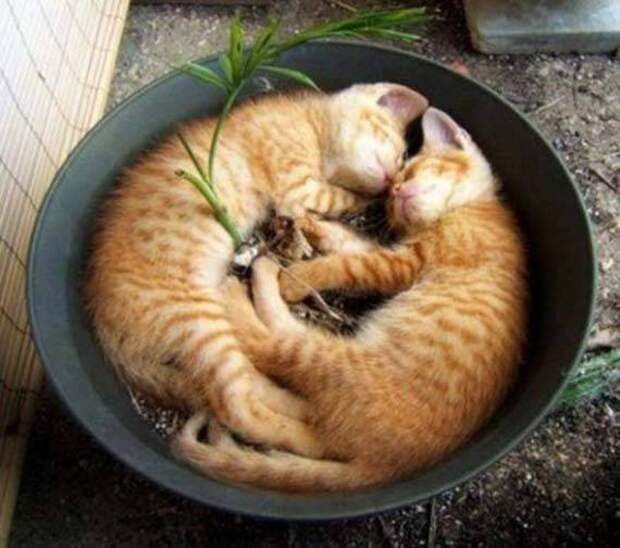 Как спят коты (19 фото) Как спят коты (19 фото)