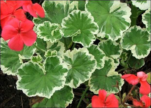 clip_image005