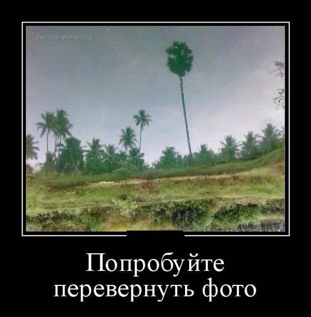 Попробуйте перевернуть фото демотиватор, юмор