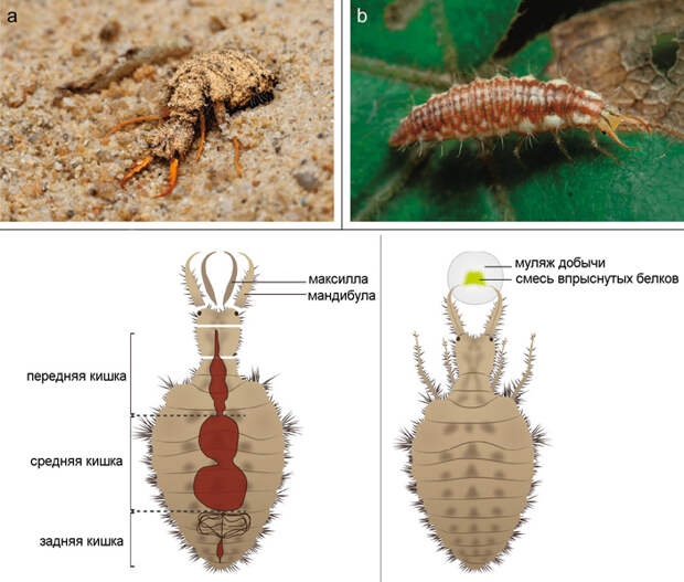 Рис. 2. Личинка муравьиного льва Euroleon nostras и златоглазки Chrysoperla carnea