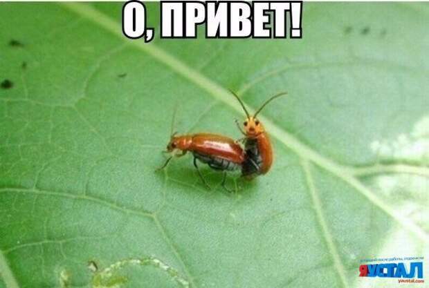 Смешные картинки с надписями прикол, юмор