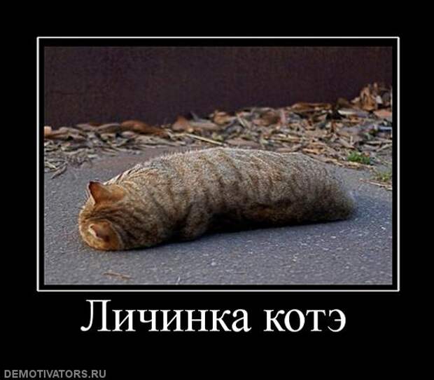 Сборник моих демотиваторов демотиватор, сборник