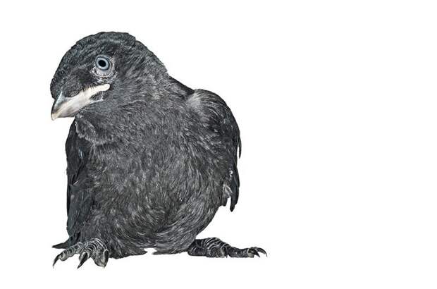 Проект 'Baby birds' Гэвина Парсонс