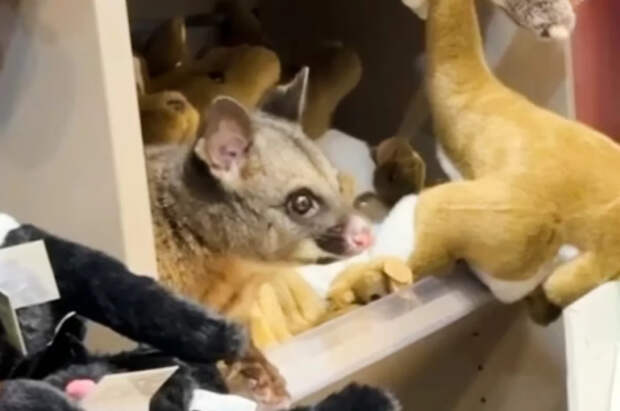 Живого опоссума нечаянно нашли на полке магазина игрушек в Австралии