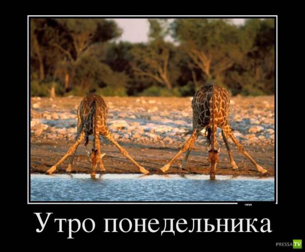 Прикольные демотиваторы о животных (30 фото) Прикольные демотиваторы о животных (30 фото)