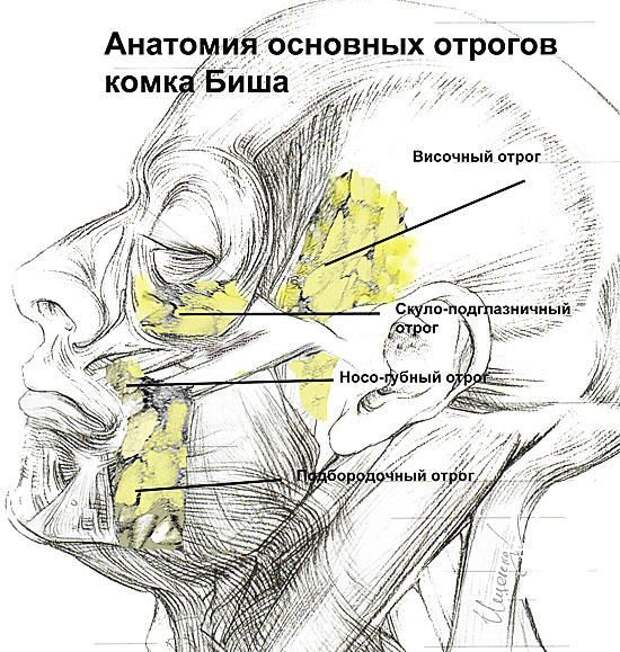 Картинки по запросу Каждая женщина хочет чувствовать себя молодой и красивой. Но возрастные изменения портят внешний образ