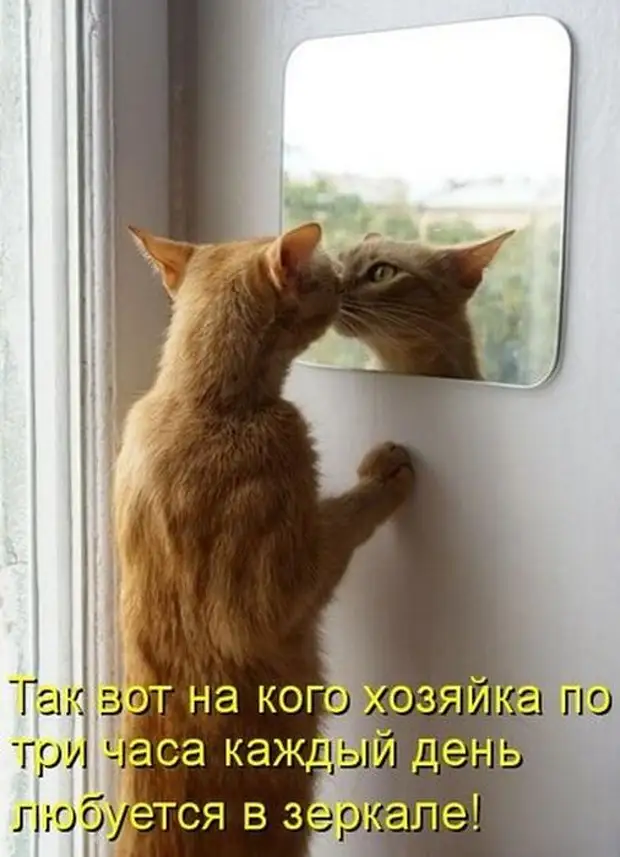 Никак не отражалось. Смешные рыжие котята с надписями. Смешные рыжие коты с надписями. Кот любуется собой в зеркале. Анекдоты про кошек в картинках.