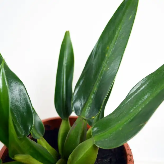 10 комнатных растений, которые не нуждаются в тщательном уходе и частом поливе
