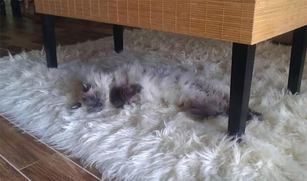 29.  кошка, пушистость, шерсть