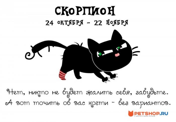 Котячий гороскоп (12 фото) Котячий гороскоп (12 фото)