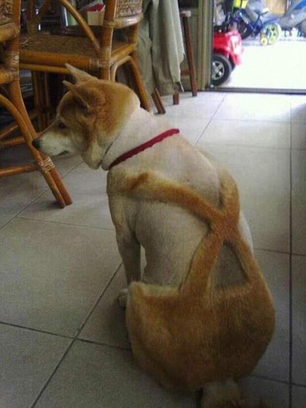 собака после стрижки 
