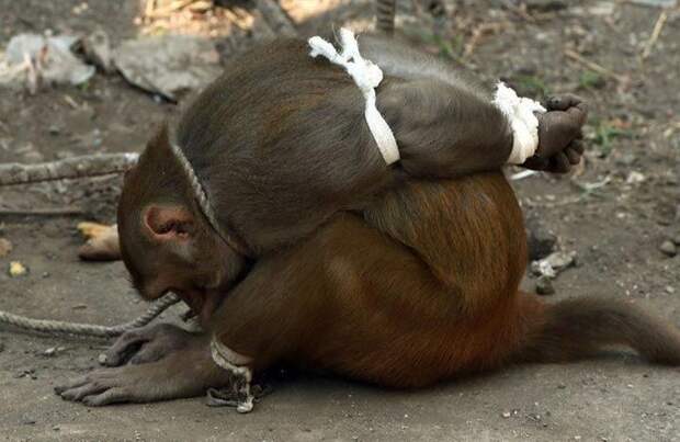 Как в Индии наказывают обезьян-преступниц, в Мумбаи наказали обезьяну