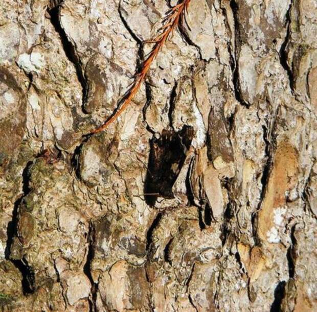 camouflaged_animals_21