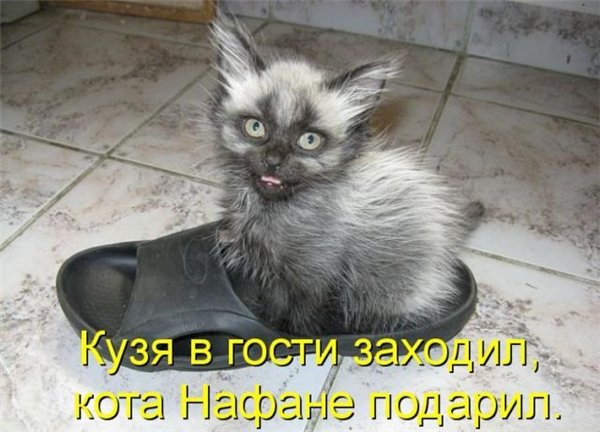 Прикольные коты  (65 фото)