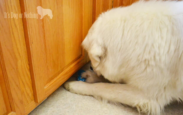 Atka really got into it eventually!