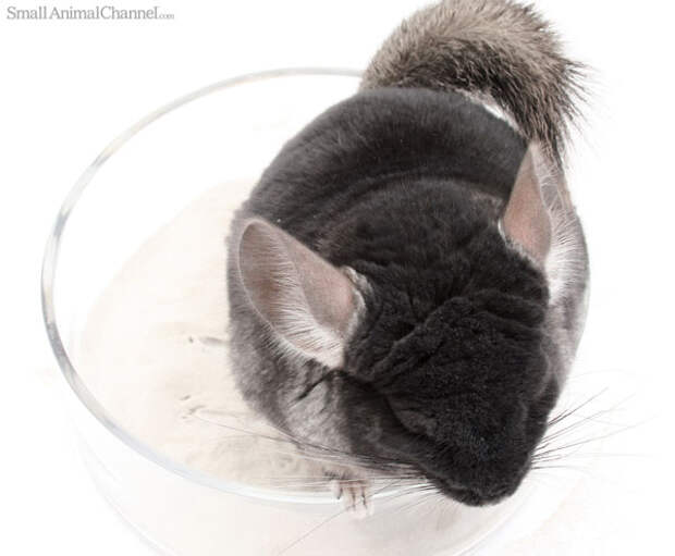 Chinchilla