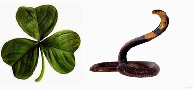 Почему в Ирландии нет змей, и можно ли их туда завезти