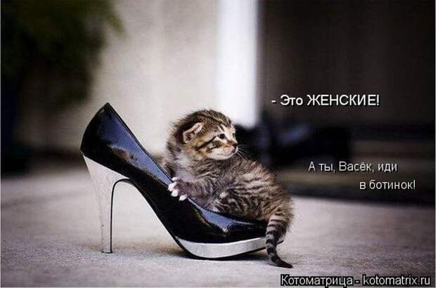 Лучшие котоматрицы недели