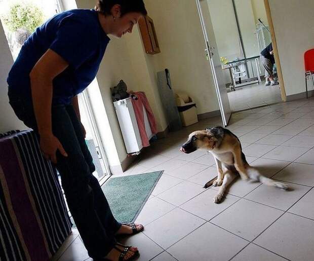 Жизнерадостный щенок-инвалид животные, собака