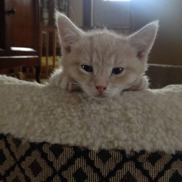 Животные-очаровашки (26 фото)