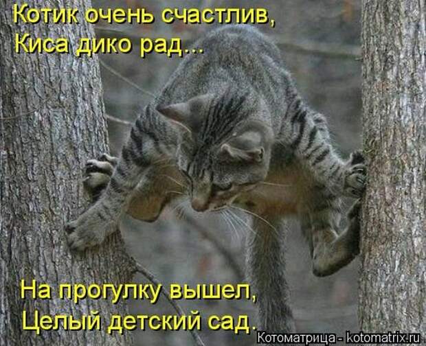 Прикольные котоматрицы - смешные кошки Прикольные котоматрицы - смешные кошки