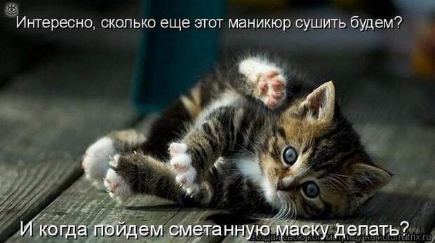 Чудная котоматрица 2