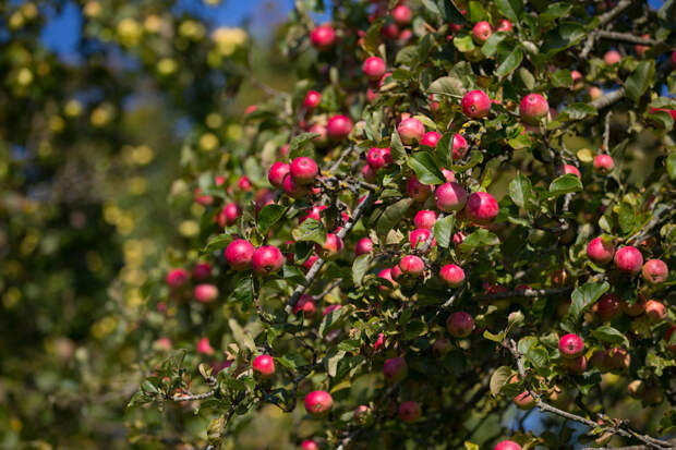Урожай яблок в Сомерсете, Англия