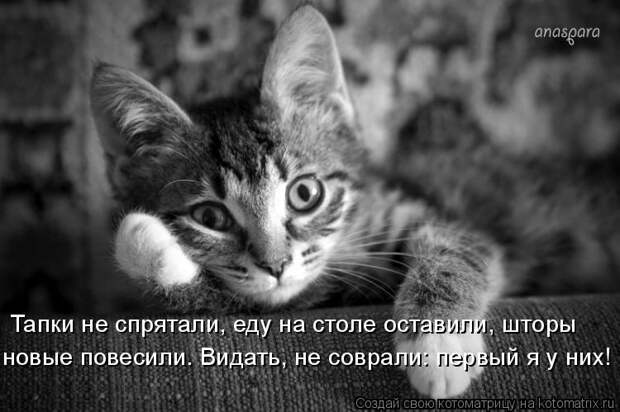 Котоматрица: Тапки не спрятали, еду на столе оставили, <a href=