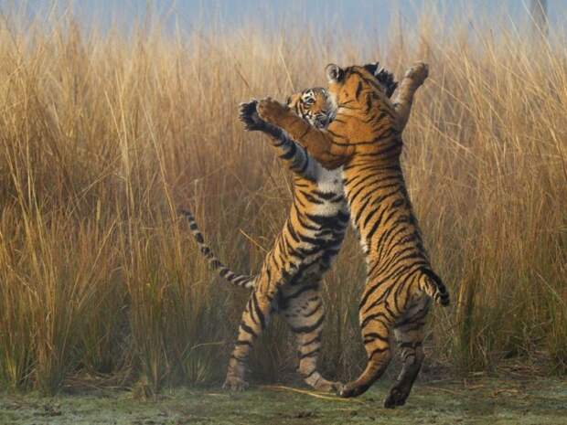 лучшие фото National Geographic 2015 года