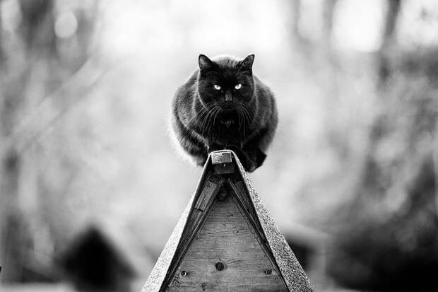Кошки, которые сидят в неудобных местах: фотопроект Sabrina Boem Кошки, которые сидят в неудобных местах: фотопроект Sabrina Boem