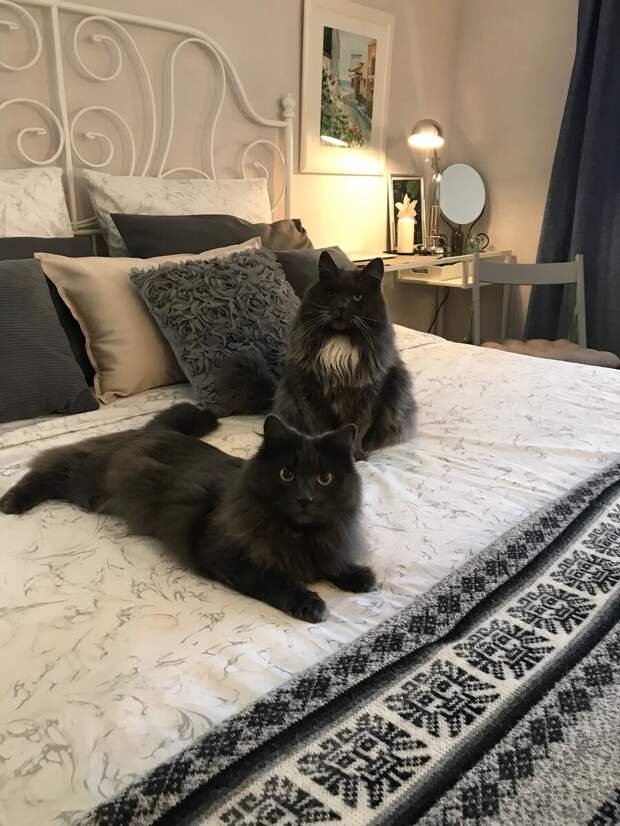 Кошечка Маня и котик Батоша. На этой фотографии они всего месяц как живут вместе. 