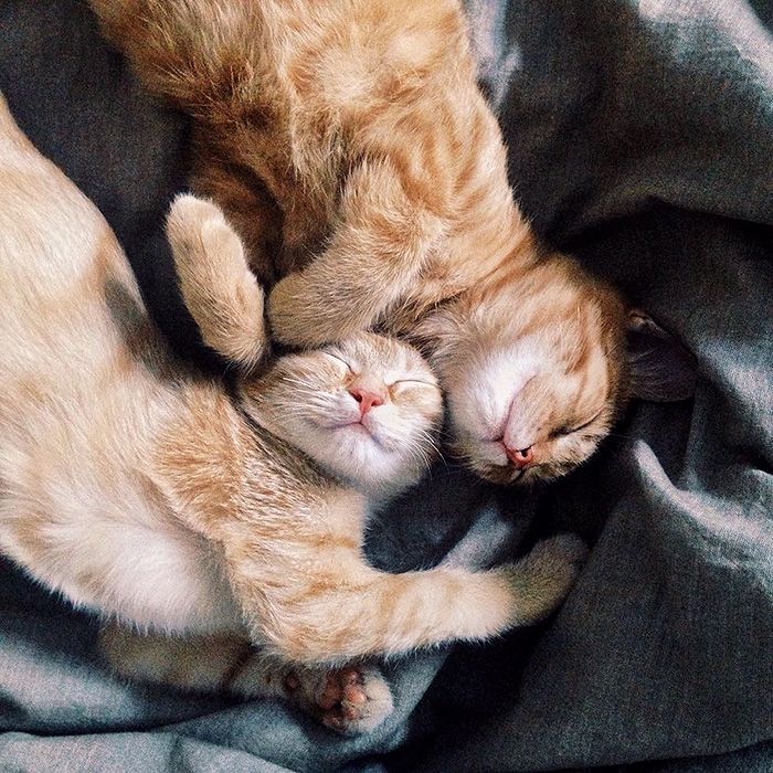 два рыжих кота найденные в саду, москвичка нашла двух котов, эти коты не расставались ни на один день