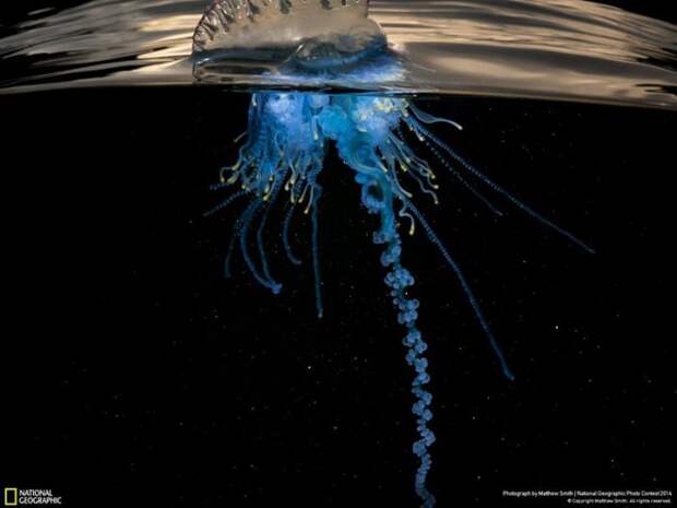 Лучшие фотографии National Geographic ноября 2014 (10 фото)