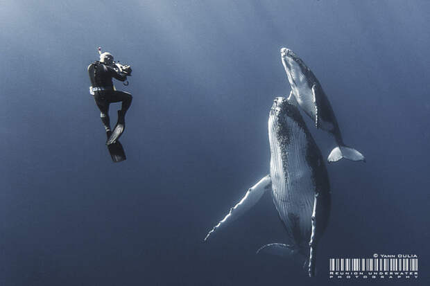 Перешептывание горбатых китов. животные, подводная съемка, рыбы, фото