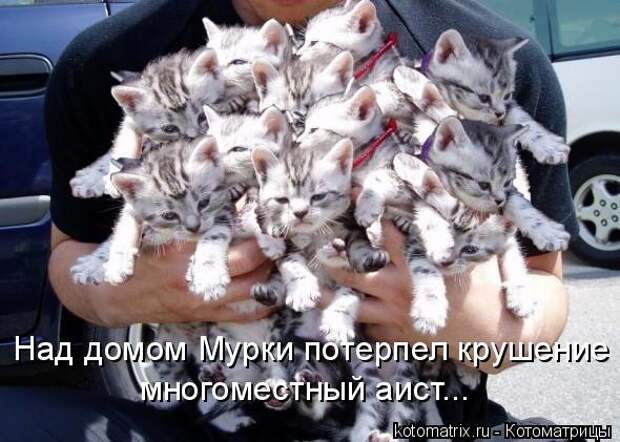 Котоматрица: Над домом Мурки потерпел крушение многоместный аист...