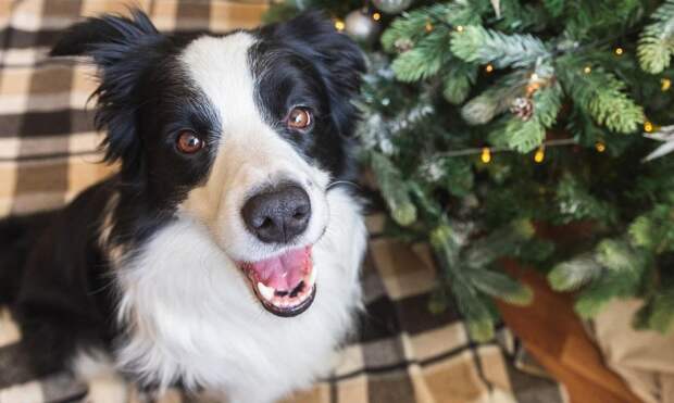 Секретный метод от кинологов, чтобы собака даже близко не подходила к новогодней елке