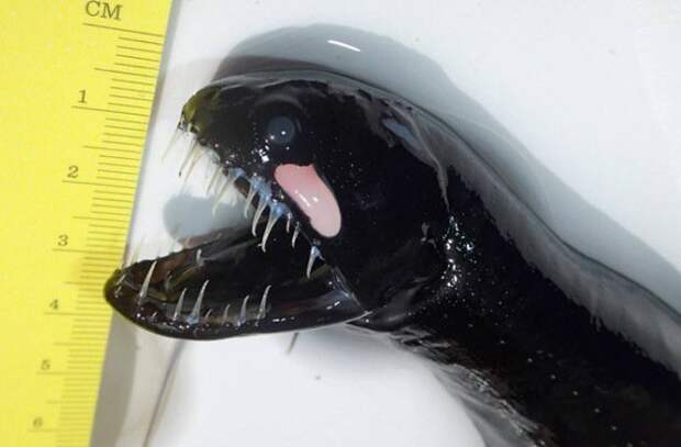 4. Атлантический идиакант (Black Dragonfish) Idiacanthus Atlanticus глубина, море, обитатели