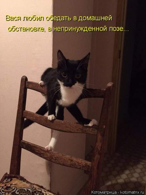 Котоматрица на Бугаге (34 фото)