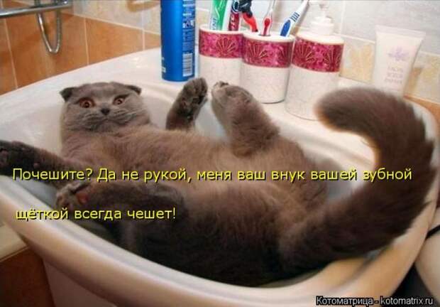 Лучшие котоматрицы недели (50 фото)