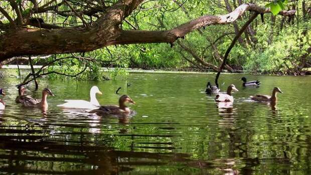 В озере плескались утки, маленькие дети пускали в воду кораблики. притча, уточки