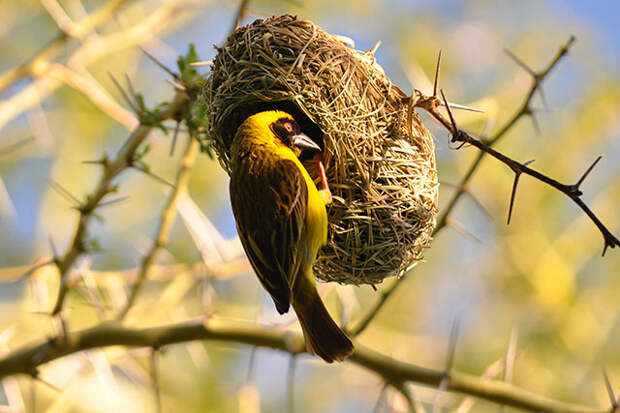 The Most Strangely Beautiful Birds' Nests In The World
