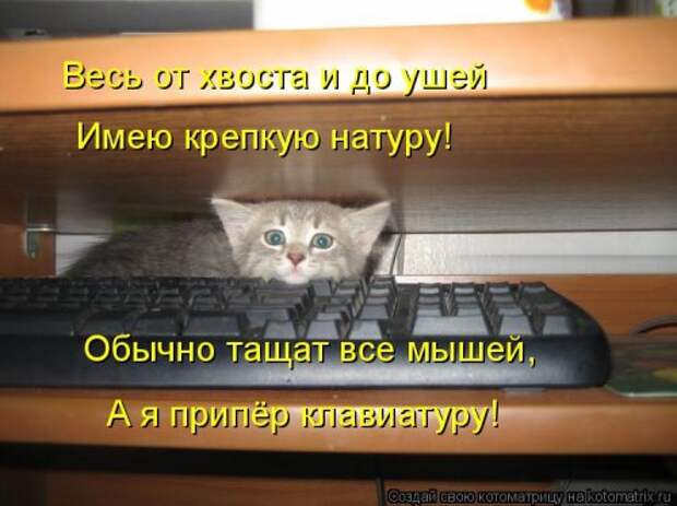 Новая котоматрица на Бугаге (31 фото)