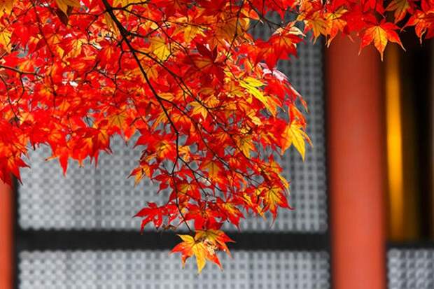 Осень в Японии 2015 2015 осень япония, алая осень японии, дегустация осени в японии, красные клены японии, момидзи, момидзи 2015, момидзи-гари, осень в японии, осень по-японски, осень-японии, тур в японию, японки, японская осень 2015
