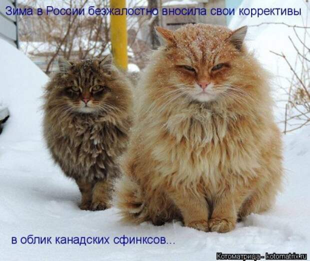 Свежая котоматрица (37 фото)